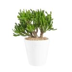 Crassula gollum en pot blanc maill h 10 x  15 cm