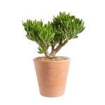 Crassula hobbit en pot terre cuite h 10 x  15 cm