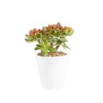Crassula sunset en pot blanc maill h 10 x  15 cm