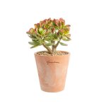 Crassula sunset en pot terre cuite h 10 x  15 cm