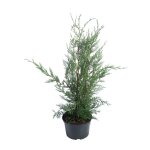Cyprès de leyland (cupressocyparis leylandi fastigié), en pot de 3 litres Cyprès de leyland (cupressocyparis leylandi fastigié), en pot de 3 litres