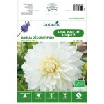 Dahlia d�coratif avalanche bio blanc botanic� - 2 bulbes