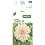 Dahlia dcoratif caf au lait bio crme botanic - 2 bulbes
