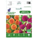 Duo de dahlia pompon bio sylvia / rocco orange / violet botanic� - 2 bulbes