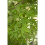 Erable du japon (acer palmatum deshojo ) le pot de 80 litres