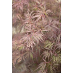 Erable du japon (acer palmatum dissectum inabashidare ) le pot de 7 litres