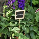 Etiquette  planter en bois et ardoise - 56 cm