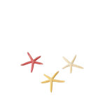 Etoile de mer taille s - � 10 cm