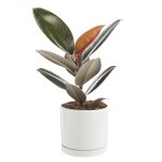 Ficus elastica abidjan vert en pot blanc maill botanic. le pot  18 cm