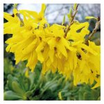 Forsythia jaune nain - pot de 7l Forsythia jaune nain - pot de 7l