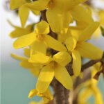 Forsythia jaune - pot de 7l Forsythia jaune - pot de 7l