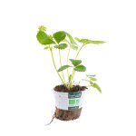 Fraisier anablanca precoce bio - le pot compostable de 10. 5 cm Fraisier anablanca precoce bio - le pot compostable de 10. 5 cm