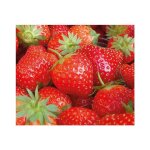 Fraisier anaïs remontant bio - le pot compostable de 10. 5 cm Fraisier anaïs remontant bio - le pot compostable de 10. 5 cm