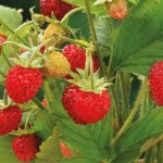 Fraisier des bois non remontant bio - la barquette de 6 plants Fraisier des bois non remontant bio - la barquette de 6 plants