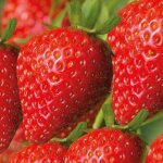 Fraisier charlotte remontant bio - la barquette de 6 plants Fraisier charlotte remontant bio - la barquette de 6 plants