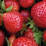 Fraisier cijosée remontant bio - le pot compostable de 10. 5 cm Fraisier cijosée remontant bio - le pot compostable de 10. 5 cm