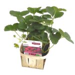 Fraisier gariguette non remontant bio - la barquette de 6 plants Fraisier gariguette non remontant bio - la barquette de 6 plants