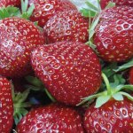 Fraisier malwina remontant bio - la barquette de 6 plants Fraisier malwina remontant bio - la barquette de 6 plants