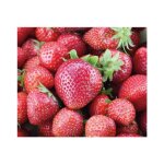 Fraisier mara des bois remontant bio - le pot compostable de 10. 5 cm Fraisier mara des bois remontant bio - le pot compostable de 10. 5 cm