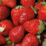 Fraisier mariguette remontant bio - le pot compostable de 10. 5 cm Fraisier mariguette remontant bio - le pot compostable de 10. 5 cm