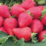 Fraisier non remontant bio - la barquette de 6 plants Fraisier non remontant bio - la barquette de 6 plants