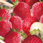 Fraisier rubis des jardins bio - la barquette de 6 plants Fraisier rubis des jardins bio - la barquette de 6 plants