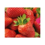Fraisier ruby ann remontant bio - le pot compostable de 10. 5 cm Fraisier ruby ann remontant bio - le pot compostable de 10. 5 cm