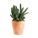 Gasteria panachage par 18 pot terre cuite �20x30 cm