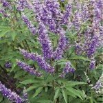 Gattilier bleu pot de 3l