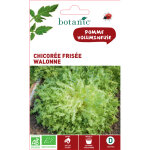 Graines de chicor�e fris�e walonne bio botanic� - graines � semer