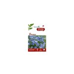 Graines de lin vivace bleu botanic - graines  semer