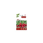 Graines de radis rondar hf1 botanic - graines  semer