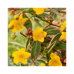 Hypericum moserianum tricolor en pot de 3 litres