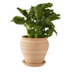 Jarre en terre cuite claire - d20 x h22