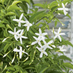 Jasmin des aores ou jasmin de madre  fleurs violettes. le pot de 3 litres
