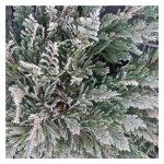 Juniperus horizontalis blue moon ou gen�vrier bleu en pot de 2 l