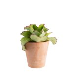 Kalanchoe synsepala en pot terre cuite h 10 x Ø 20 cm Kalanchoe synsepala en pot terre cuite h 10 x Ø 20 cm