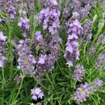 Lavande angustifolia hidcote � fleurs violettes. le pot de 3 litres