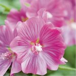 Lavatera varie en pot de 3 litres