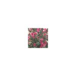 Leptospermum scoparium ou arbre  th rose en pot de 5 l