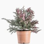 Leptospermum scoparium (myrte de nouvelle zlande) en pot de 3 litres rose