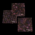Lot de 20 serviettes eukana - 17 x 17 x 3 cm