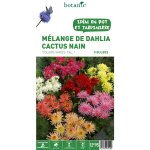 Mlange dahlia cactus nain botanic - 5 bulbes