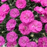 Oeillet nain rose violac - le pot de 9 cm