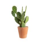 Opuntia mix en pot terre cuite Ø 20 cm Opuntia mix en pot terre cuite Ø 20 cm