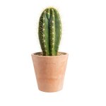 Pachycereus pringlei en pot terre cuite h 10 x Ø 20 cm Pachycereus pringlei en pot terre cuite h 10 x Ø 20 cm