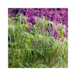 Papyrus (cyperus papyrus) le pot de 3 litres Papyrus (cyperus papyrus) le pot de 3 litres