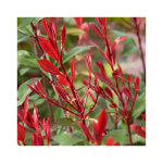 Photinia carr rouge en pot de 3 litres