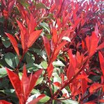 Photinia fraseri carr rouge. le pot de 3 litres