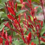 Photinia fraseri carr rouge en pot de 5 l